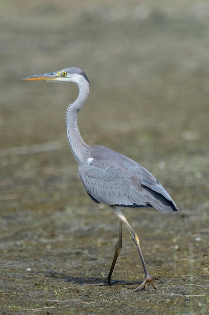 Grey heron (Ardea cinerea) Malaga, Spain