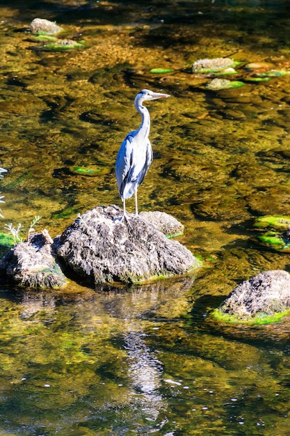 Grey heron Ardea cinerea in a river