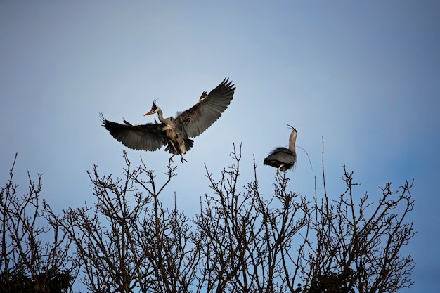 Grey heron building and repairing nests