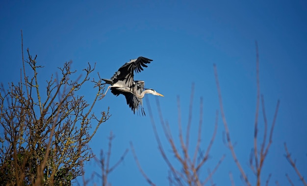 Grey heron building and repairing nests