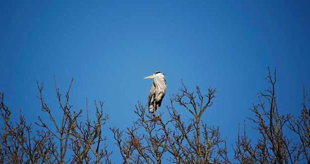 Grey heron building and repairing nests