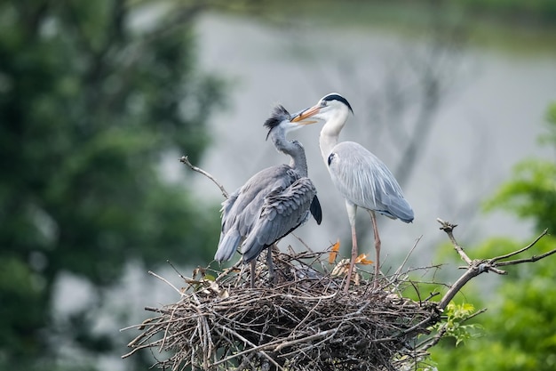 Grey heron family on nest ardea cinerea feeding