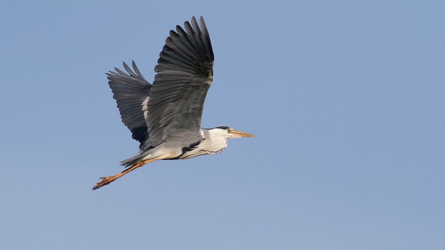 Grey Heron in flight against the sky