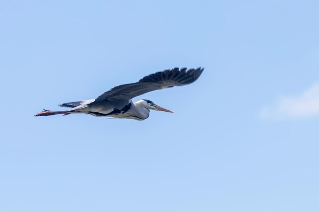 Grey Heron Flight (ardea herodias) Grey Headed Heron Fly