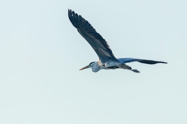 Grey Heron Flight (ardea herodias) Grey Headed Heron Flying