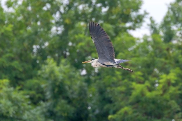 Grey Heron Flight (ardea herodias) Grey Headed Heron Flying