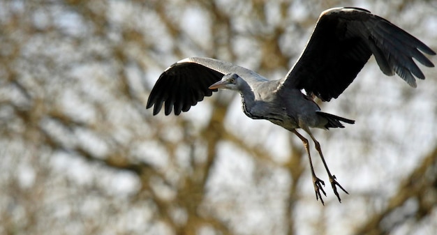 Grey heron flying over the lake