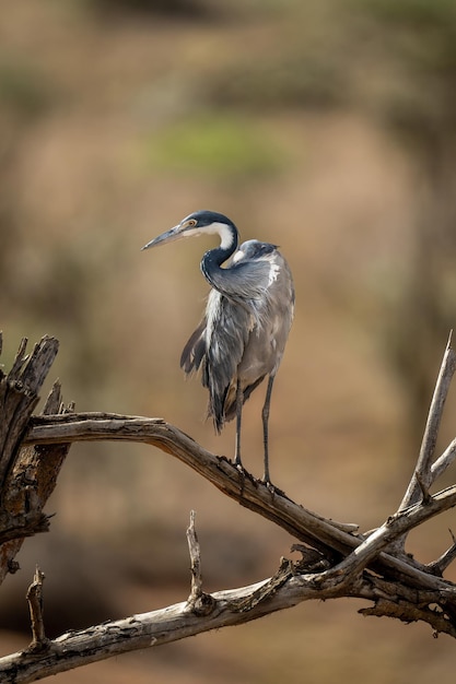 Photo grey heron looks down from tangled branches