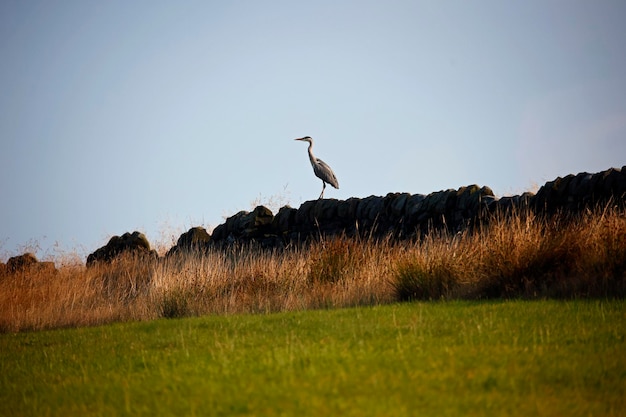 Grey heron perched on a drystone wall