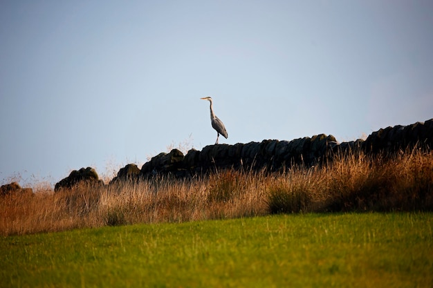 Grey heron perched on a drystone wall