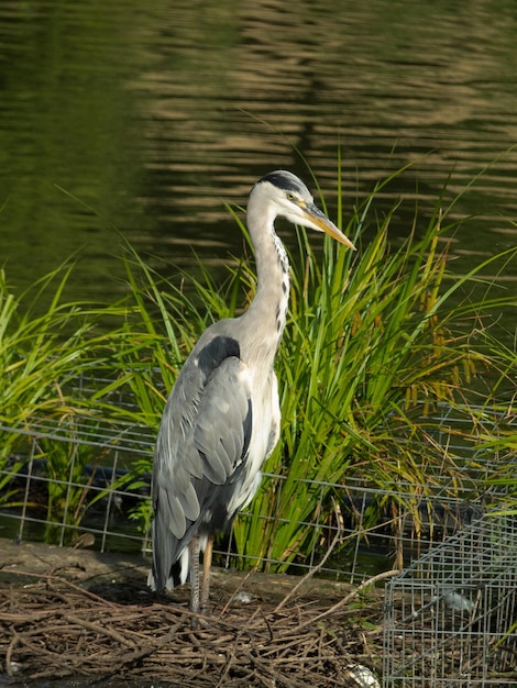 Grey Heron standing on its nest by the lake