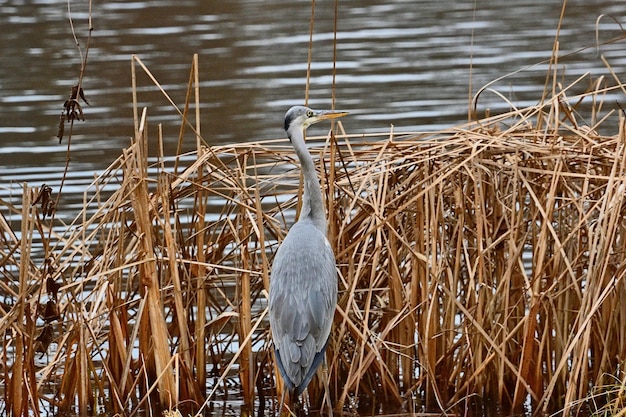 A grey heron stands in the reeds of a lake.