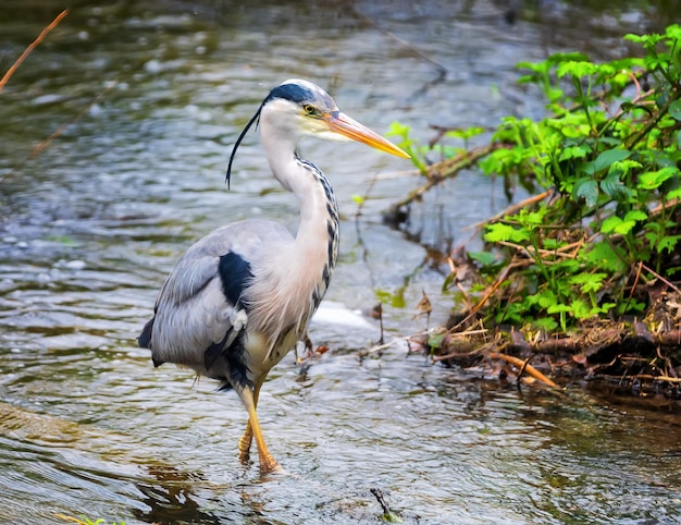 Grey heron trying to catch fish in a domestic pond Typical English park