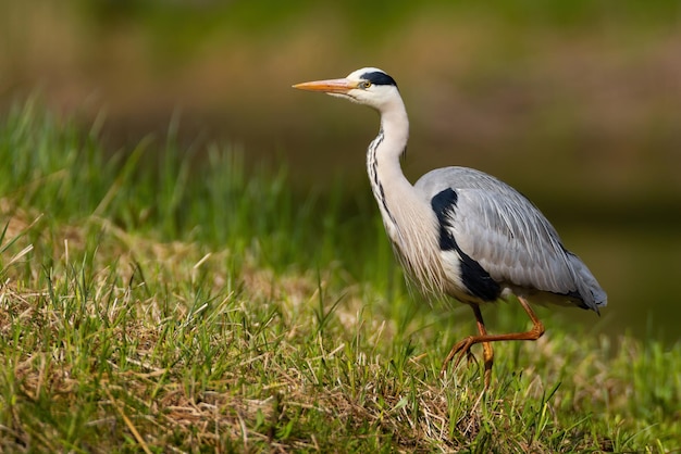 Grey heron walking on a green grass and hunting in summer nature