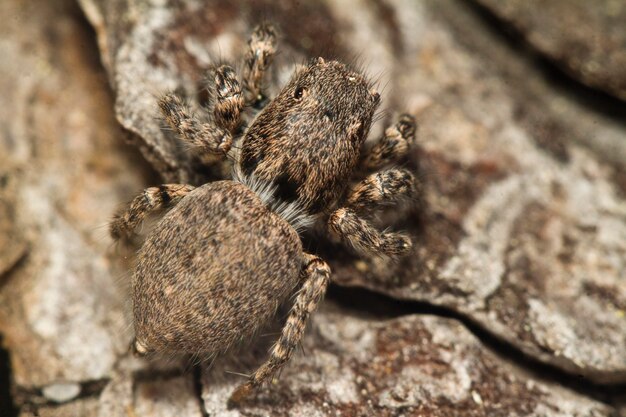 Photo grey jumping spider