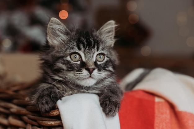 grey kitten in a basket at home for christmas. New Year's card