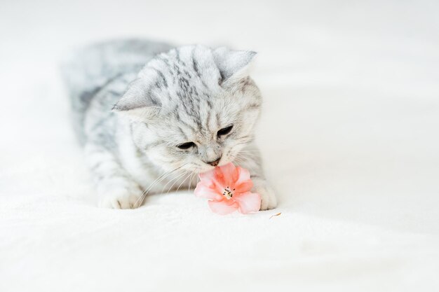 Grey kitten on couch Furry pedigreed pet indoors Little best friends concept