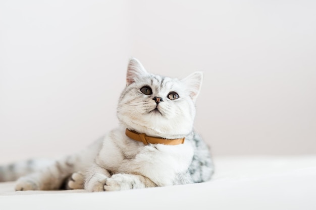 Grey kitten on couch Furry pedigreed pet indoors Little best friends concept