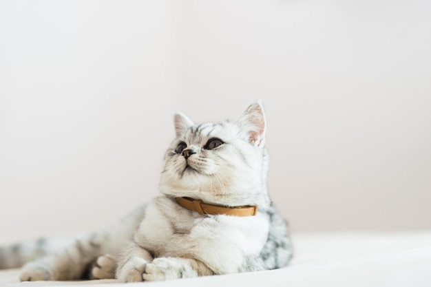 Grey kitten on couch Furry pedigreed pet indoors Little best friends concept