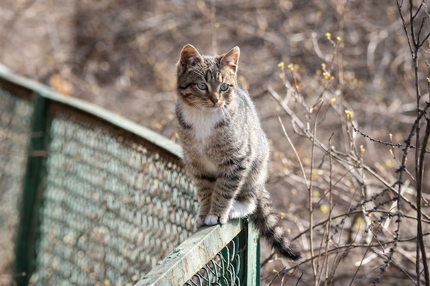 Grey kitten on the fence