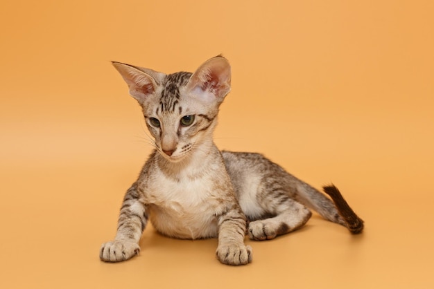 Grey oriental kitten