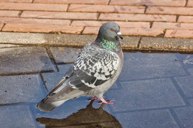 Grey pigeon bathes in a puddle in the city in summer