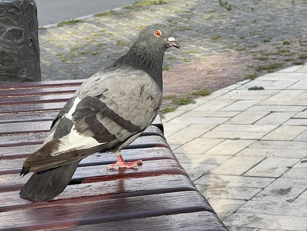 Grey pigeon looking to the camera standing on city bench