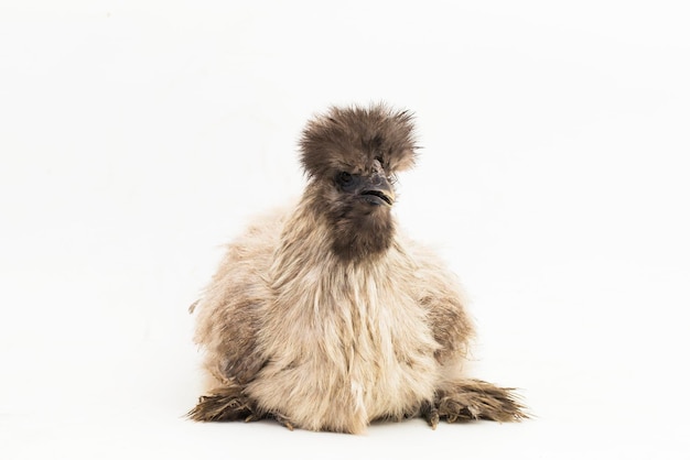 Grey Polish Poland Chicken isolated on white background