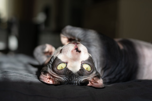 Grey purebred cat canadian sphynx lies on the bed	