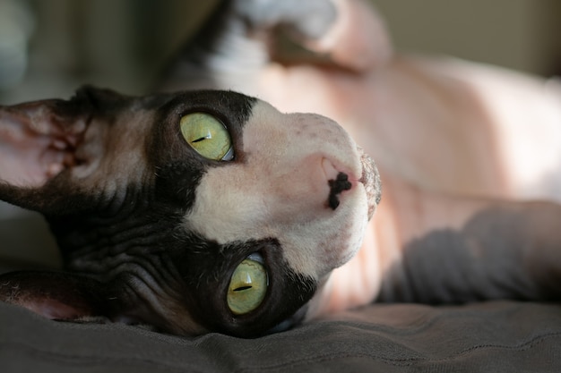 Grey purebred cat canadian sphynx lies on the bed