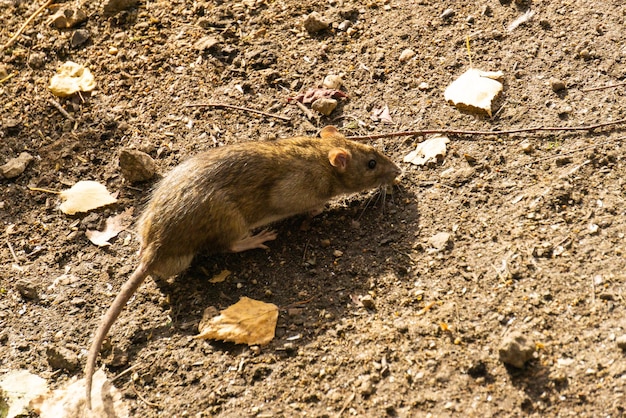 A grey rat searching for food on the ground