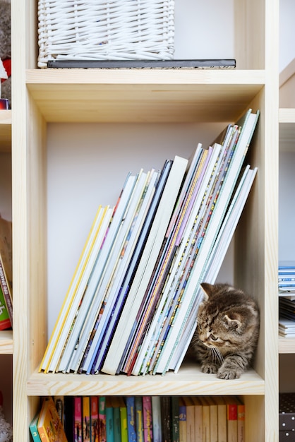 Grey scottish cat sitting on bookshelf and looking at camera