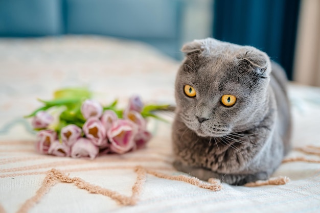 Grey Scottish cat and spring tulips on the bed The concept of spring and holiday