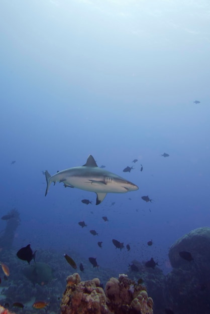 A grey shark jaws ready to attack underwater close up portrait