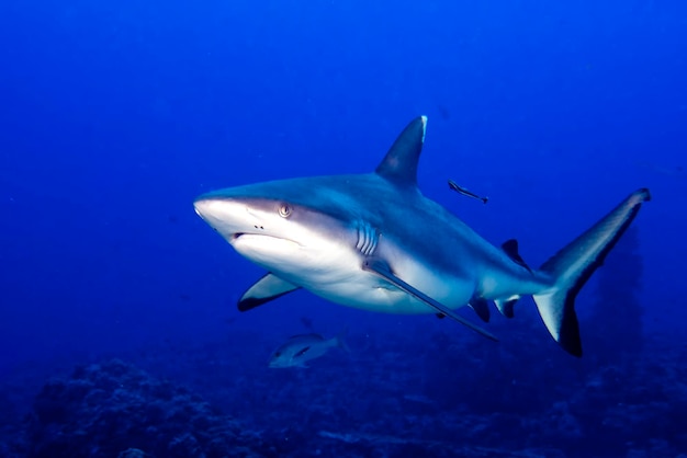 A grey shark jaws ready to attack underwater close up portrait