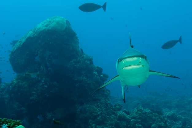 A grey shark jaws ready to attack underwater close up portrait