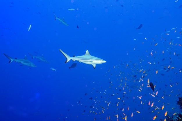 Grey shark ready to attack underwater in the blue