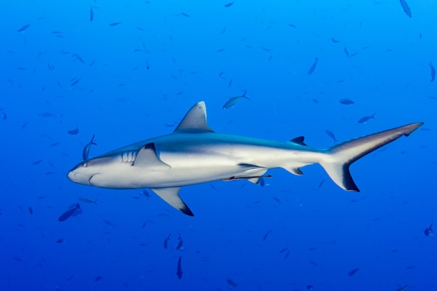 Grey shark ready to attack underwater