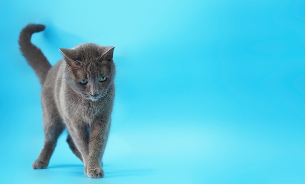 Grey short-haired cat breed Russian blue stands on a blue background, horizontal wide banner with soft selective focus, blurred background, minimalism, free space for text