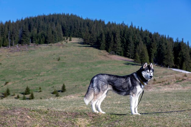 Grey siberian husky dog on a hiking path enjoying the Chornohora Carpathians mountains Ukraine