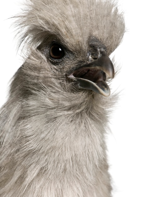 Grey Silkie hen, standing