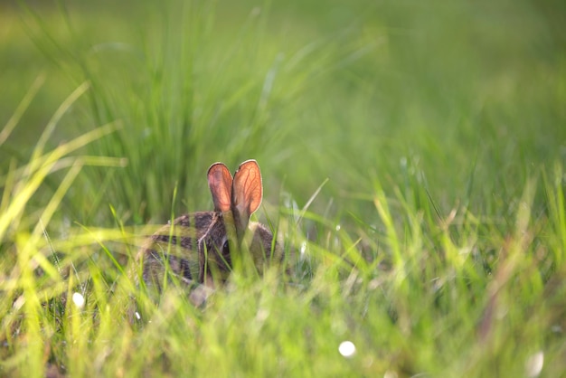 Grey small hare eating grass on summer field Wild rabbit in nature