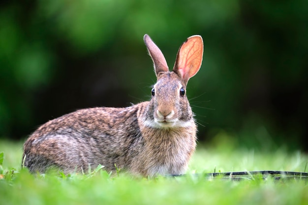 Grey small hare eating grass on summer field Wild rabbit in nature