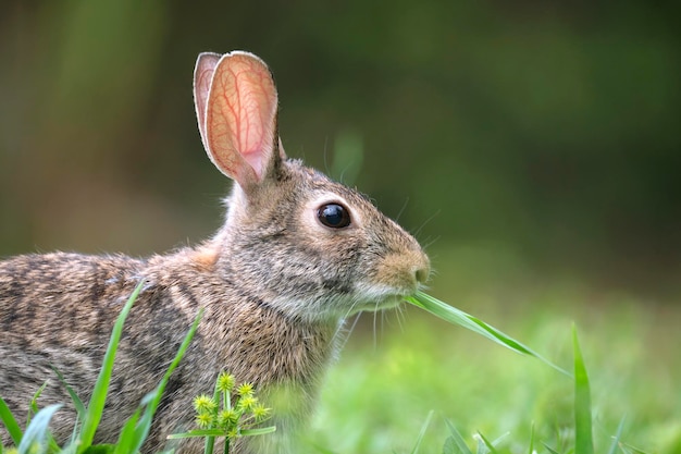 Grey small hare eating grass on summer field Wild rabbit in nature