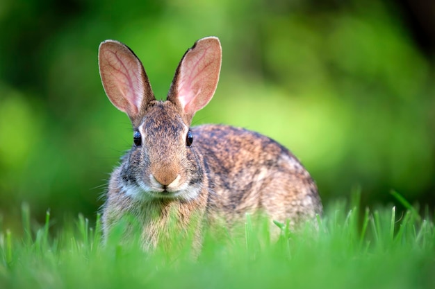 Grey small hare eating grass on summer field Wild rabbit in nature