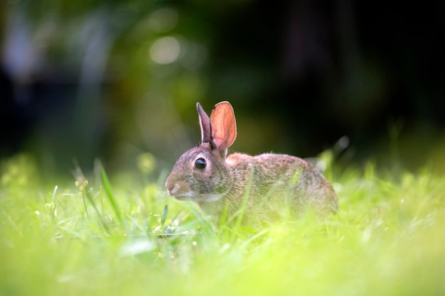 Grey small hare eating grass on summer field Wild rabbit in nature