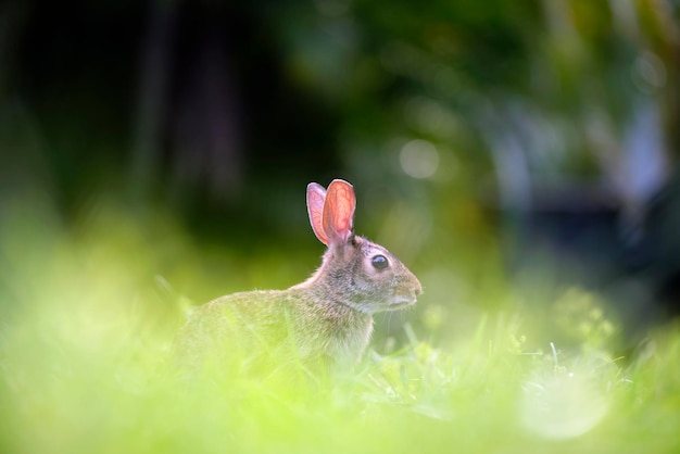 Grey small hare eating grass on summer field Wild rabbit in nature