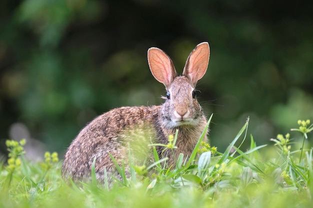 Grey small hare eating grass on summer field Wild rabbit in nature