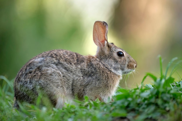 Grey small hare eating grass on summer field Wild rabbit in nature