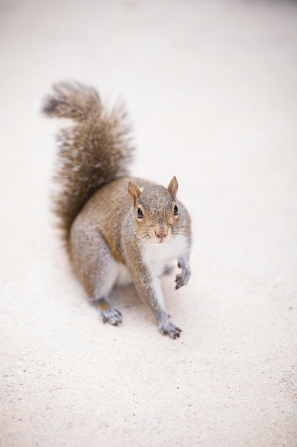 Grey squirrel on a light grey background